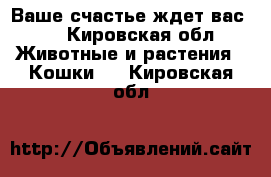 Ваше счастье ждет вас!!! - Кировская обл. Животные и растения » Кошки   . Кировская обл.